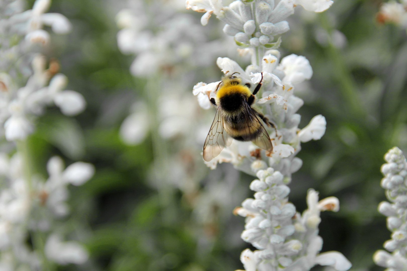 Hummel auf Blume