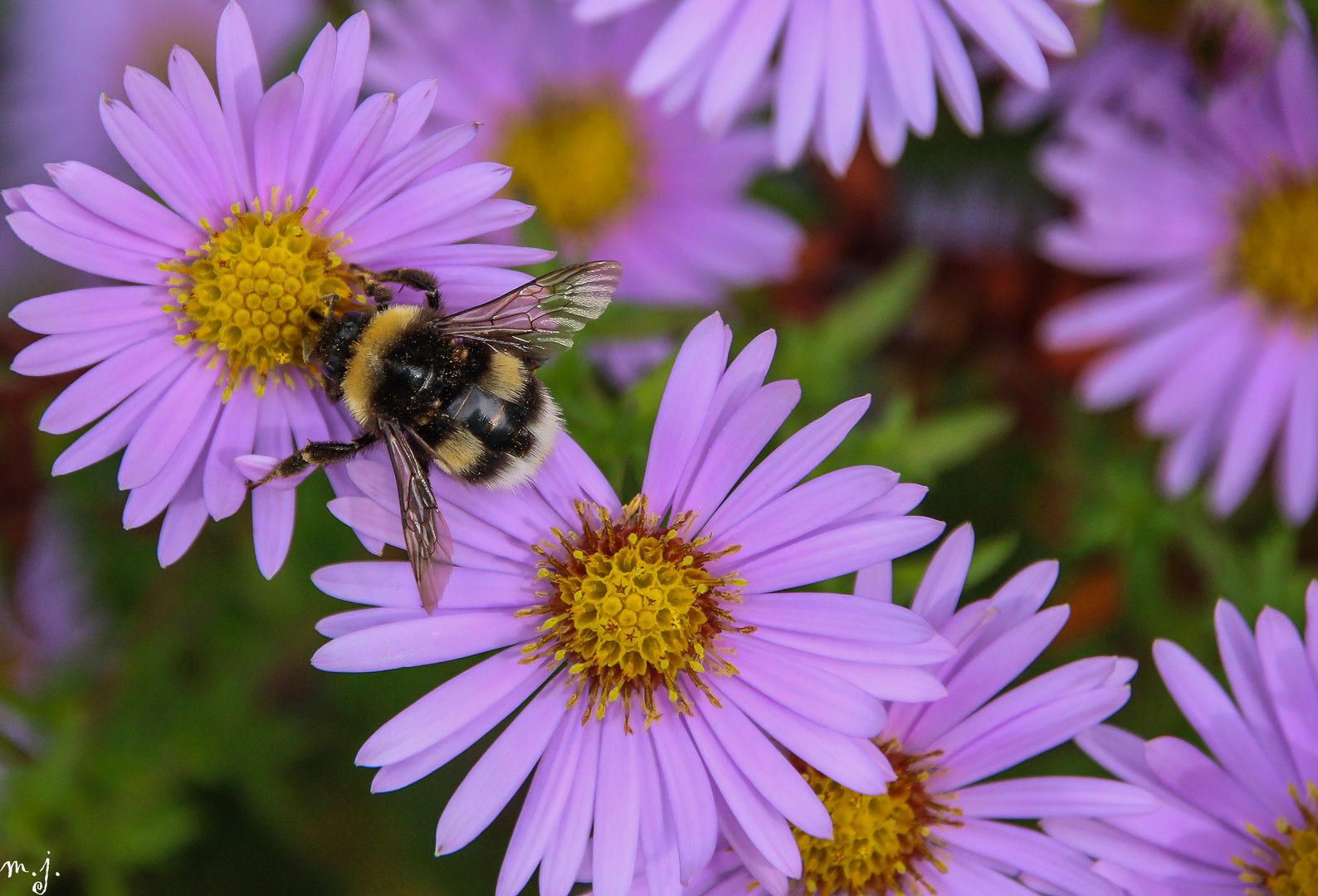 Hummel auf Blumen