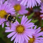 Hummel auf Blumen