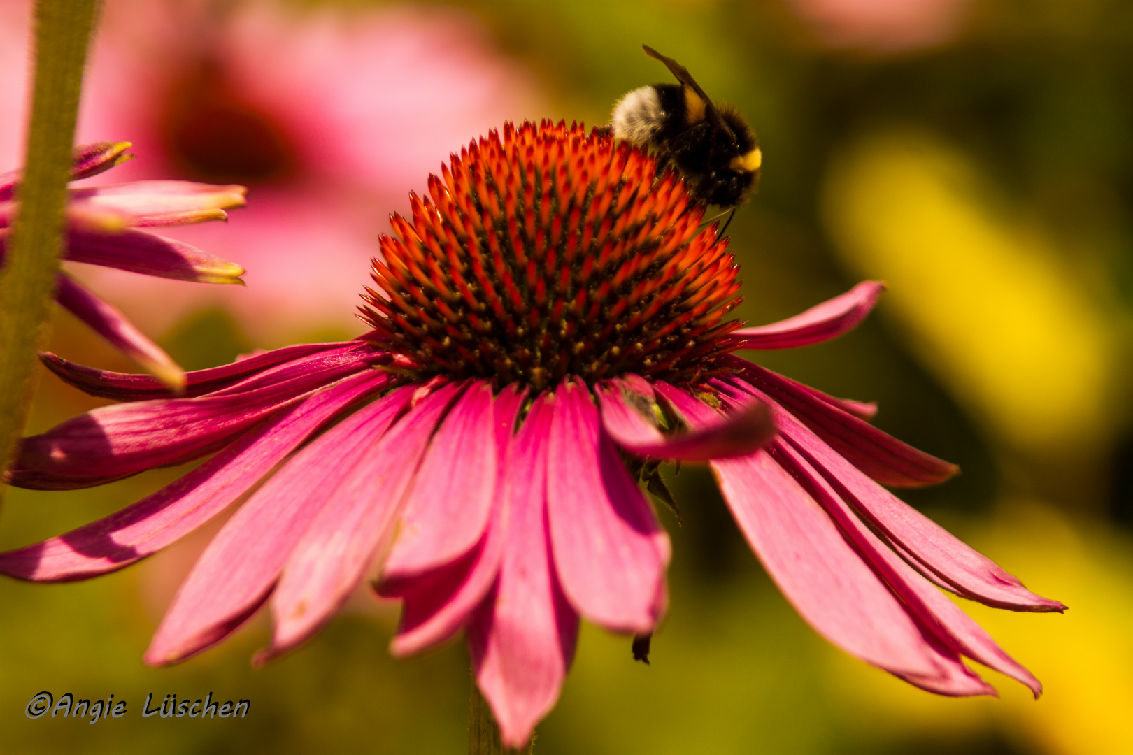 Hummel auf Blumenkopf