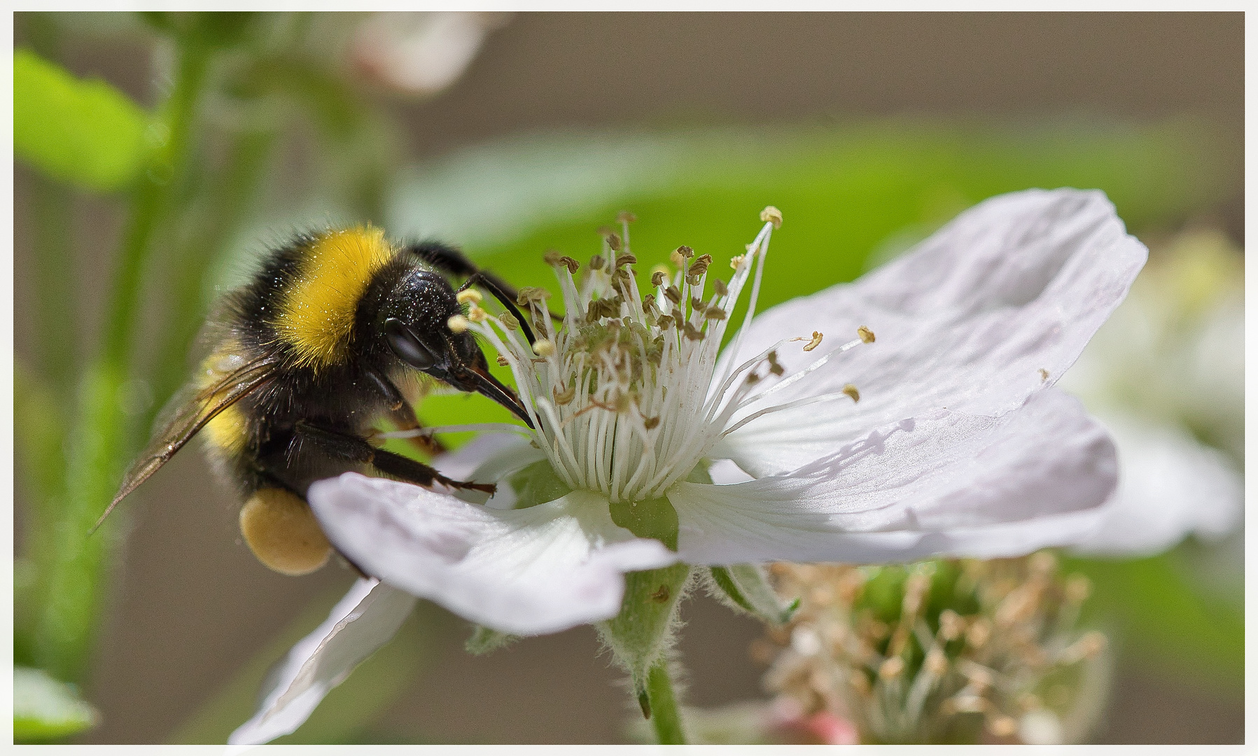 Hummel auf Brombeerblüte I