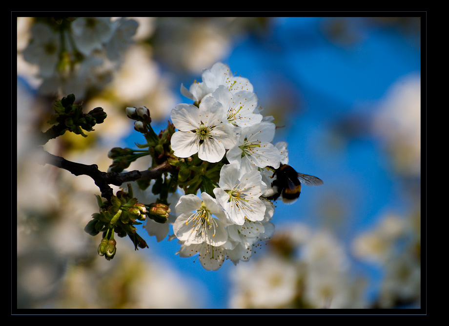 Hummel auf Bummeltour