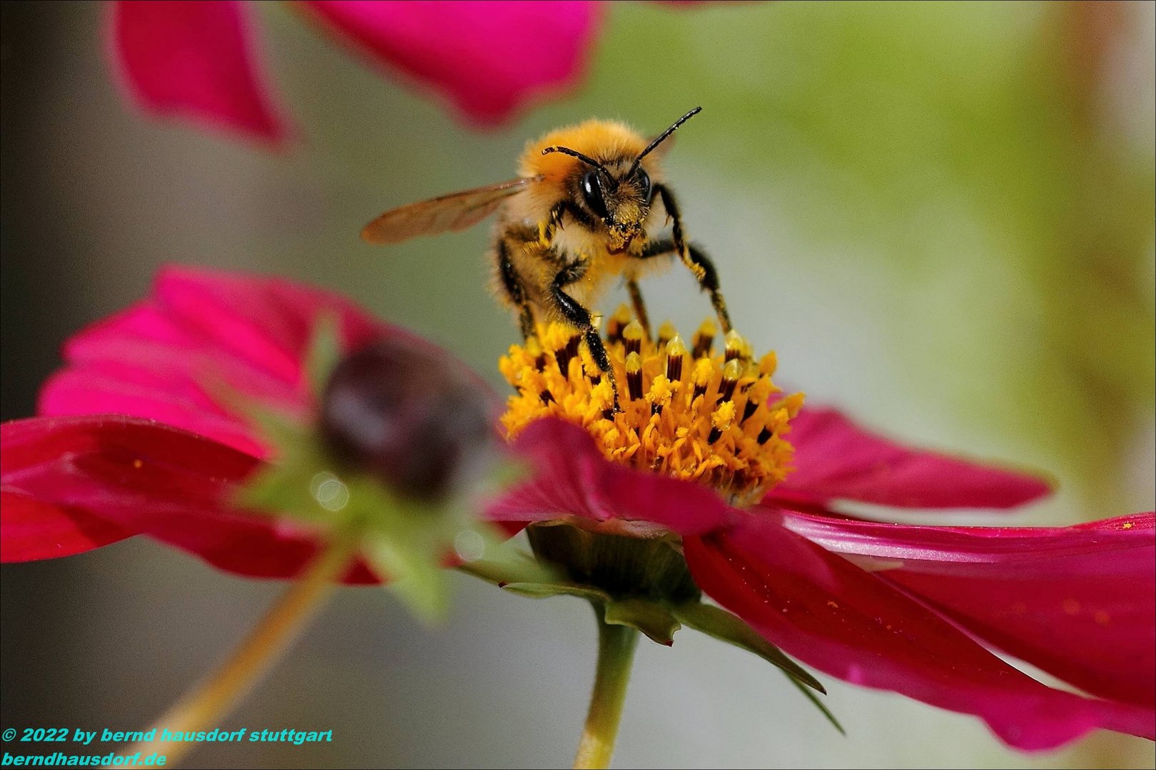 Hummel auf Cosmea