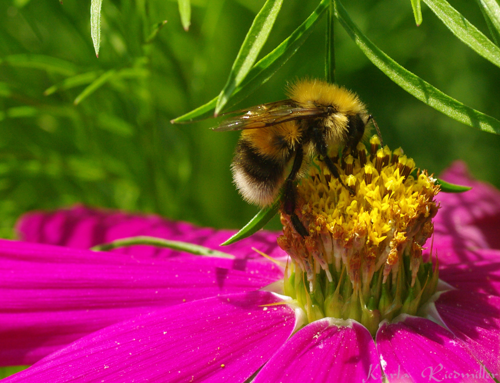 Hummel auf Cosmea