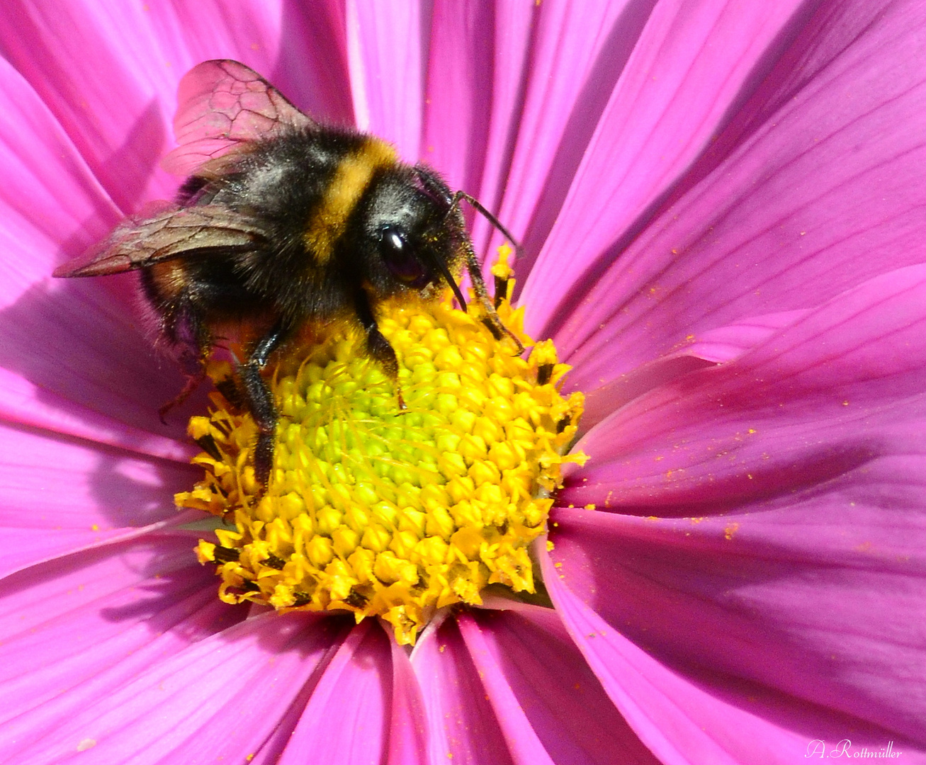 Hummel auf Cosmea!