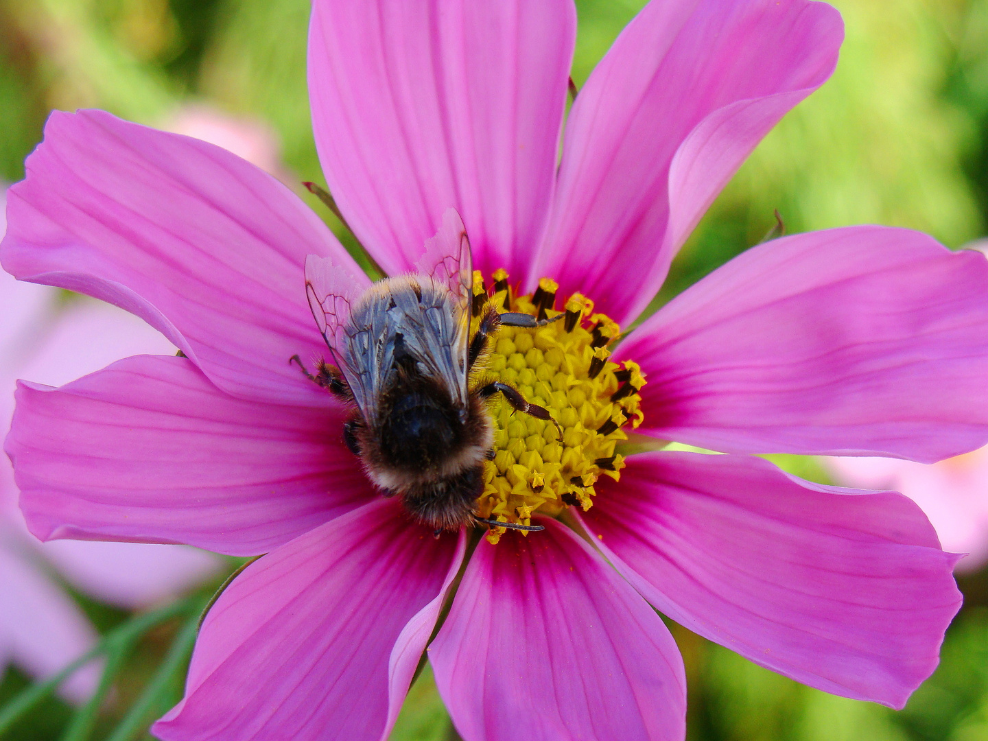 Hummel auf Cosmea