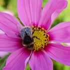 Hummel auf Cosmea