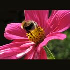 Hummel auf Cosmea - Rückenansicht