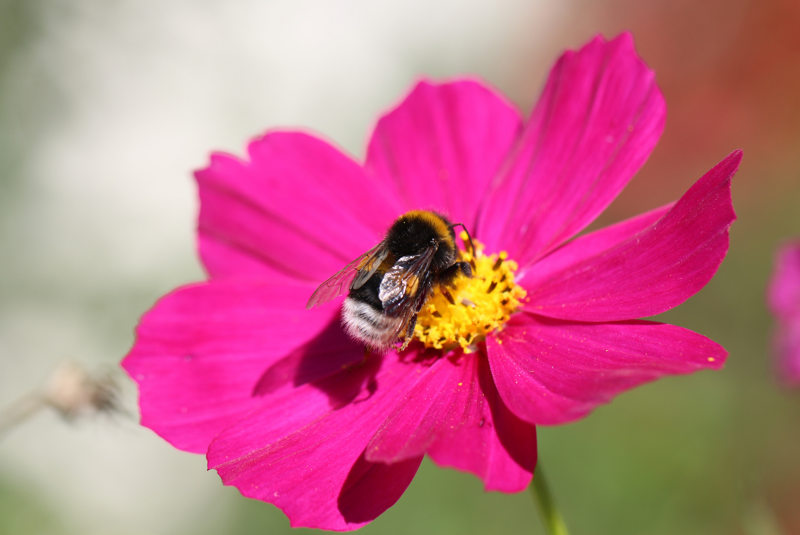 Hummel auf Cosmos