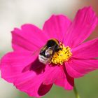 Hummel auf Cosmos