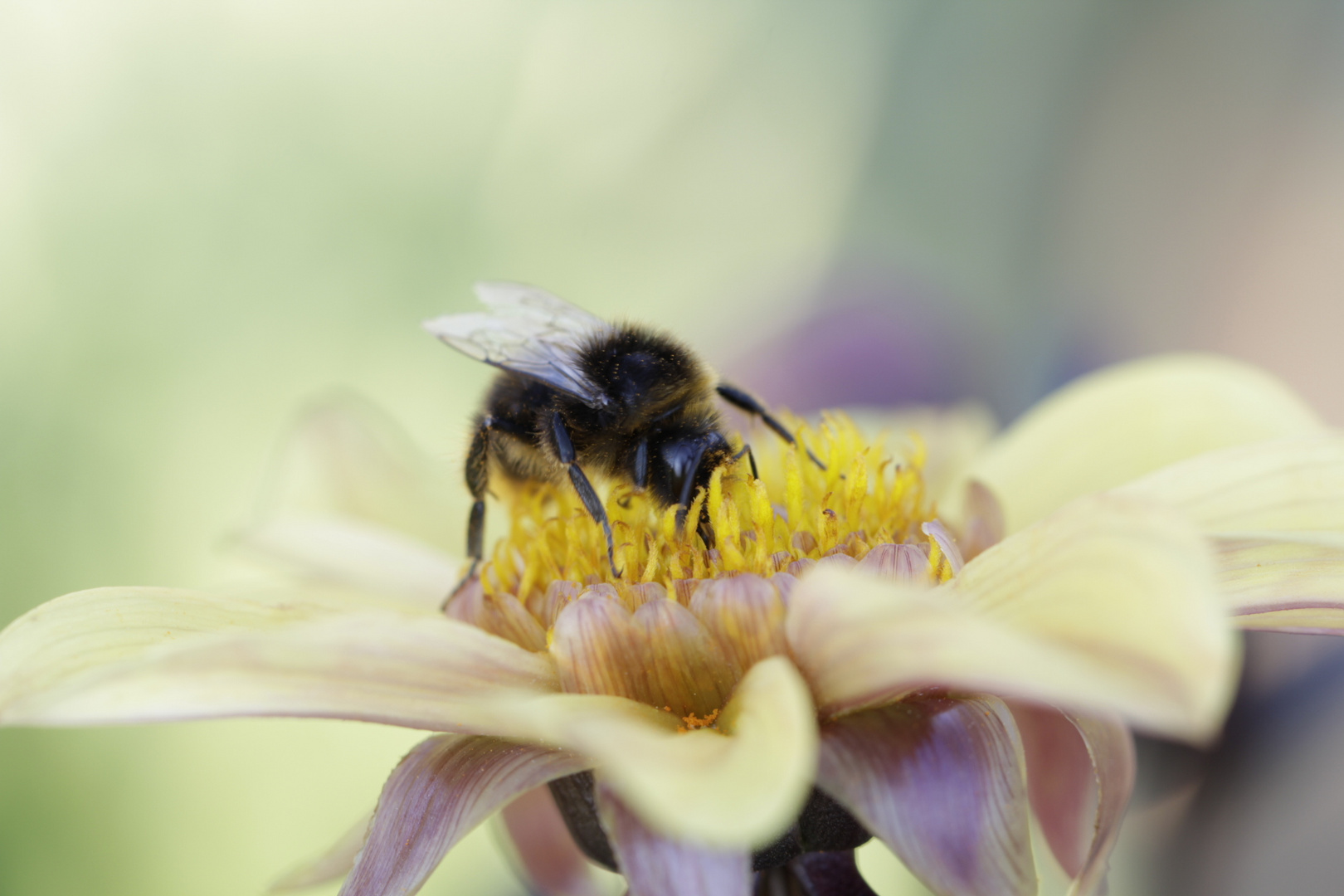 Hummel auf Dahlie