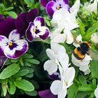 Hummel auf dem Balkon