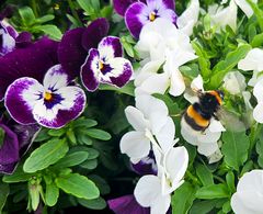 Hummel auf dem Balkon