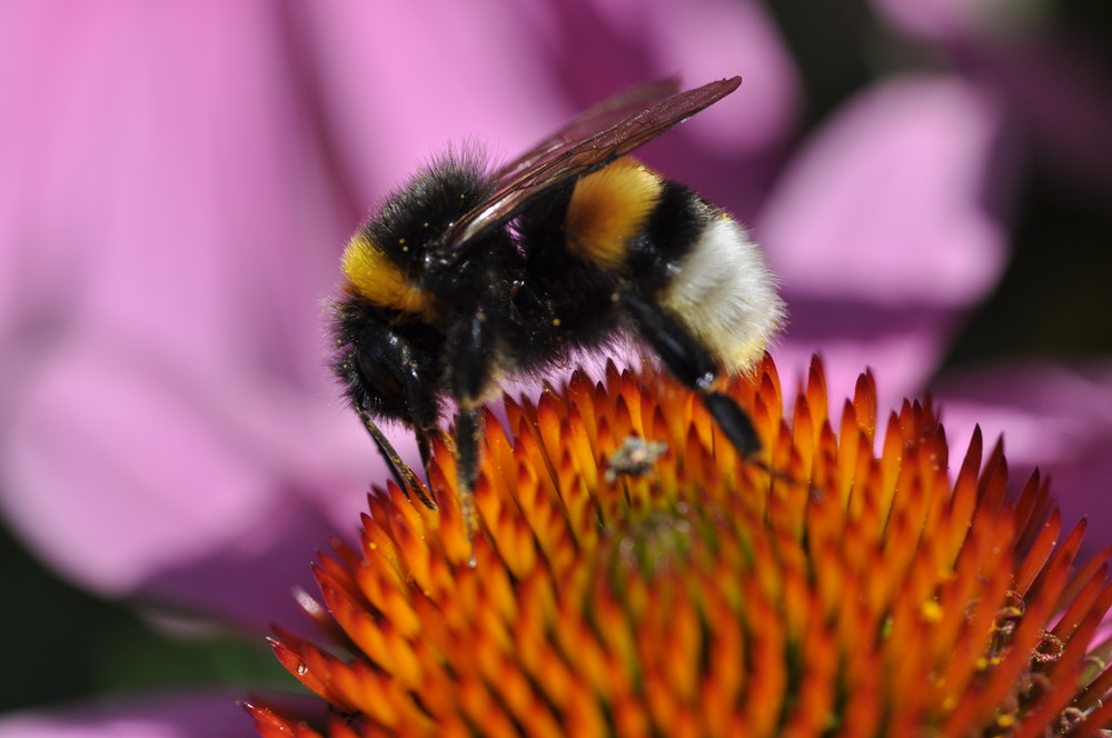 "Hummel auf dem Sonnenhut"