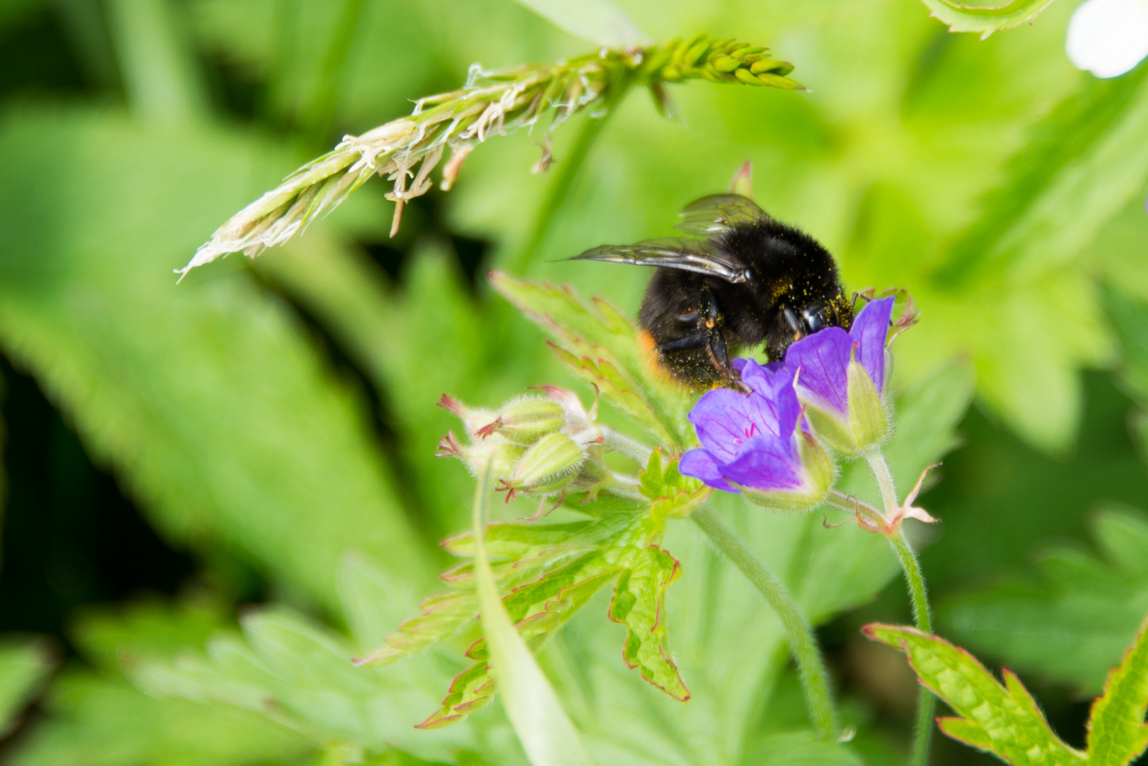 Hummel auf dem Stoos, Schweiz