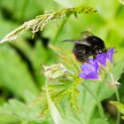 Hummel auf dem Stoos, Schweiz