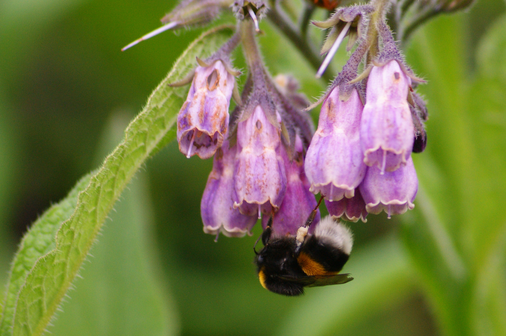 Hummel auf dem Tippelsberg