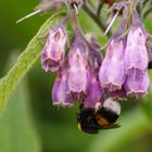 Hummel auf dem Tippelsberg