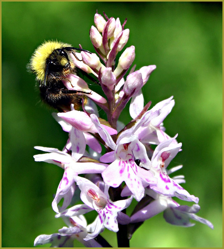 Hummel auf dem "Top"