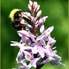 Hummel auf dem "Top"