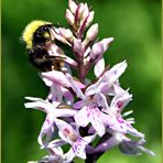 Hummel auf dem "Top"