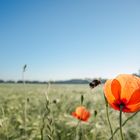 Hummel auf dem Weg