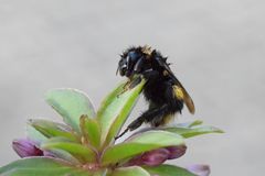 Hummel auf dem Weg der Besserung