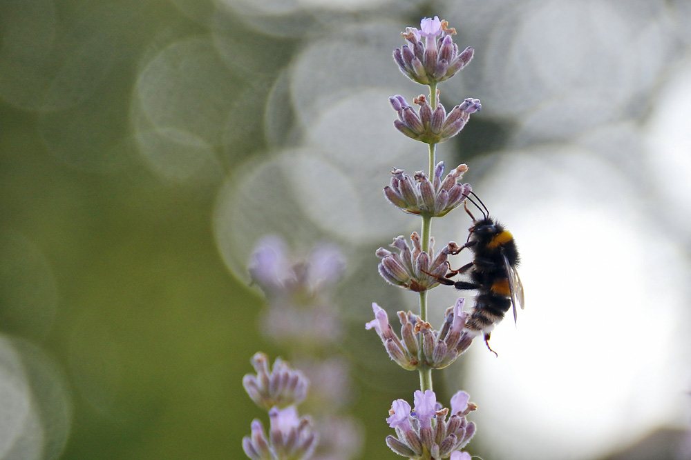 Hummel auf dem Weg nach oben