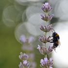 Hummel auf dem Weg nach oben