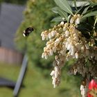 Hummel auf dem Weg zur Arbeit