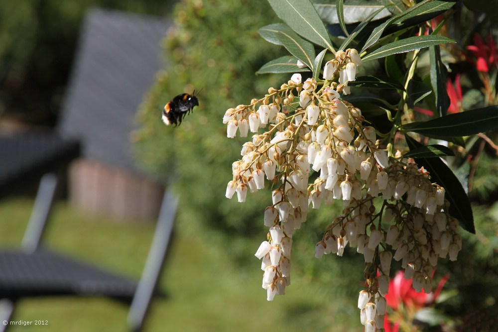 Hummel auf dem Weg zur Arbeit