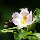 Hummel auf dem Weg zur Nektarquelle