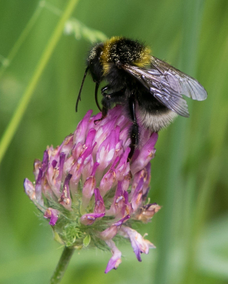 Hummel auf den Klee