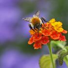 Hummel auf der Blüte