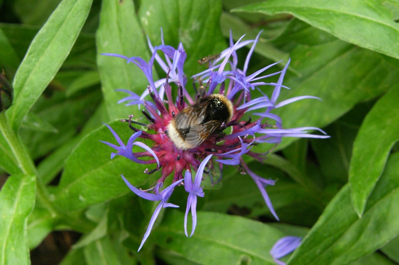 Hummel auf der Blüte