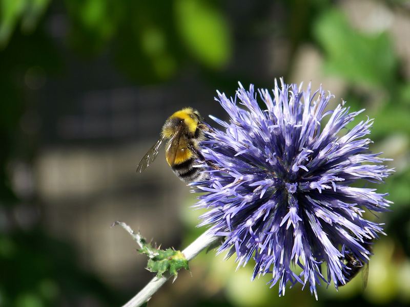 Hummel auf der Blüte