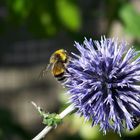 Hummel auf der Blüte