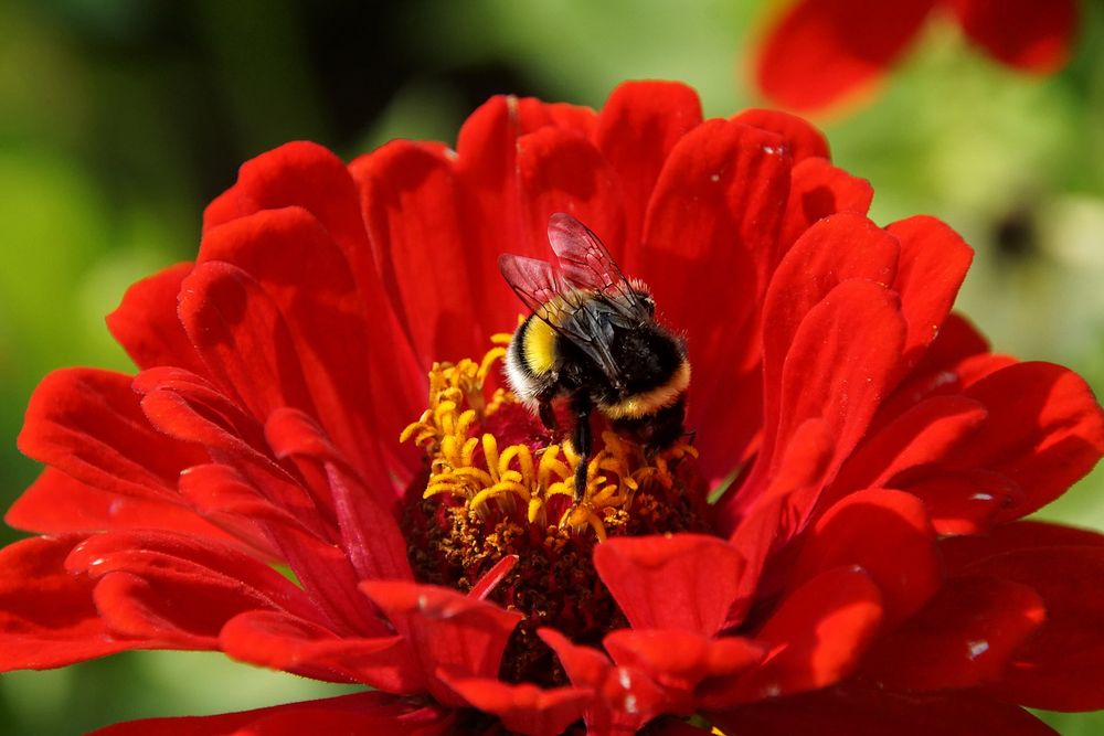 Hummel auf der Blüte