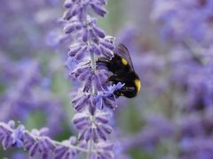 Hummel auf der Blüte