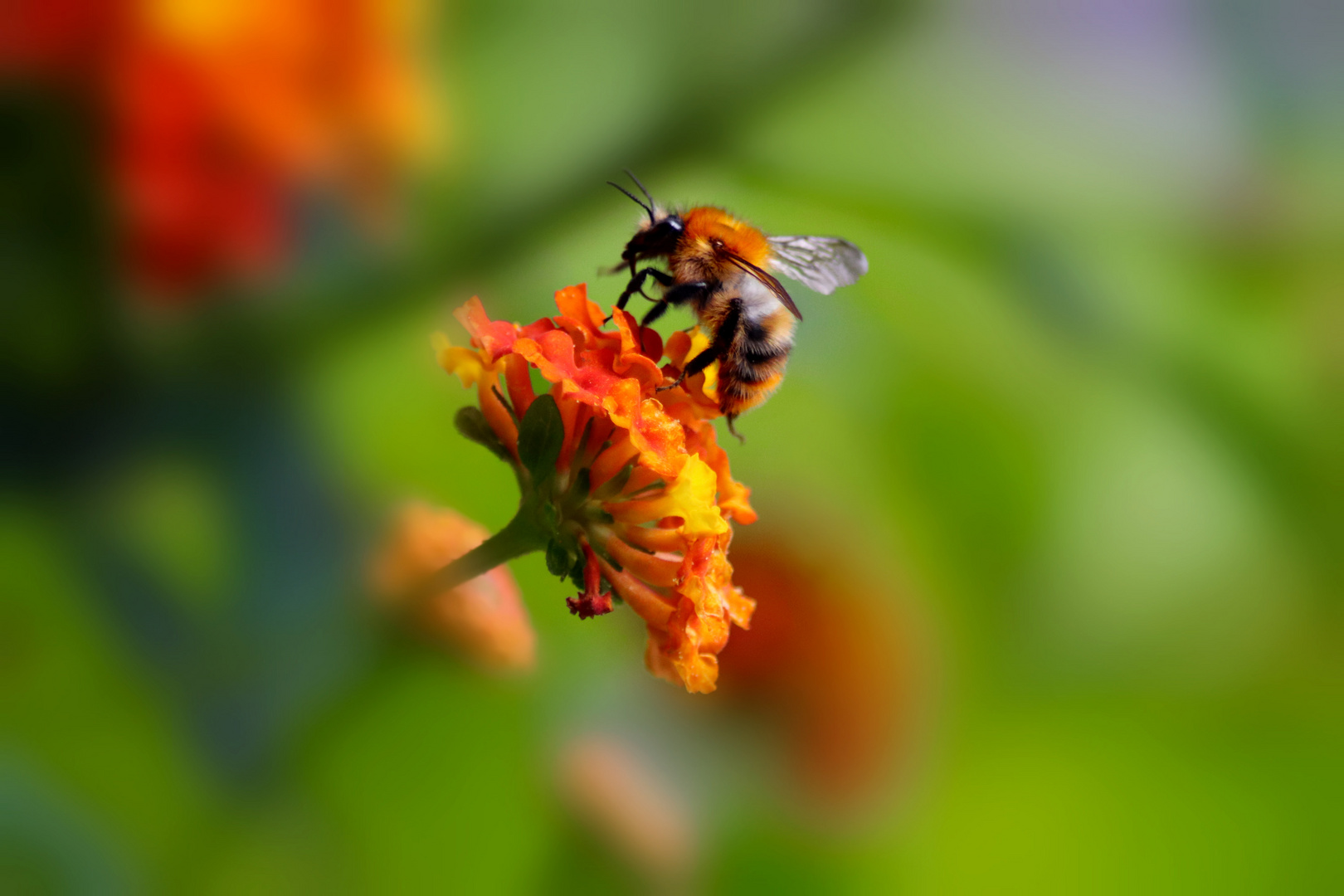 Hummel auf der Blüte