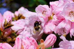 Hummel auf der Blüte