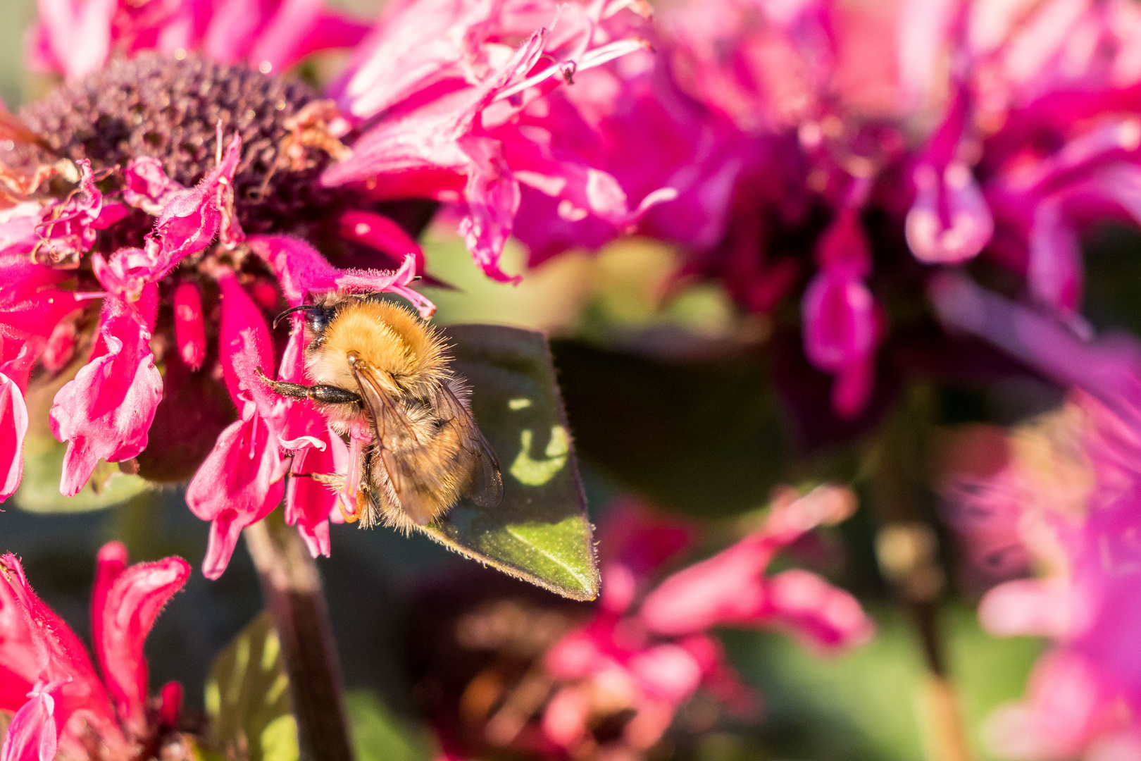 Hummel auf der Blume