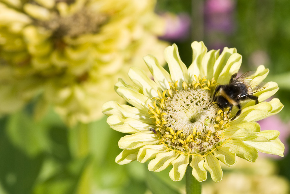 Hummel auf der Blume