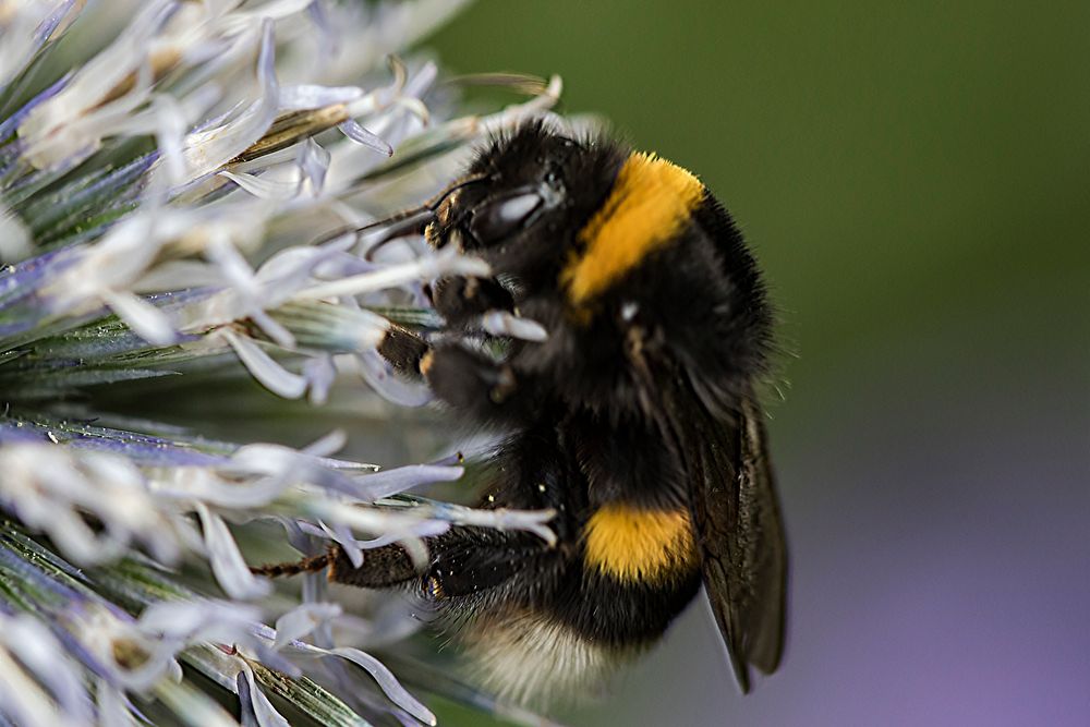 Hummel auf der Distel