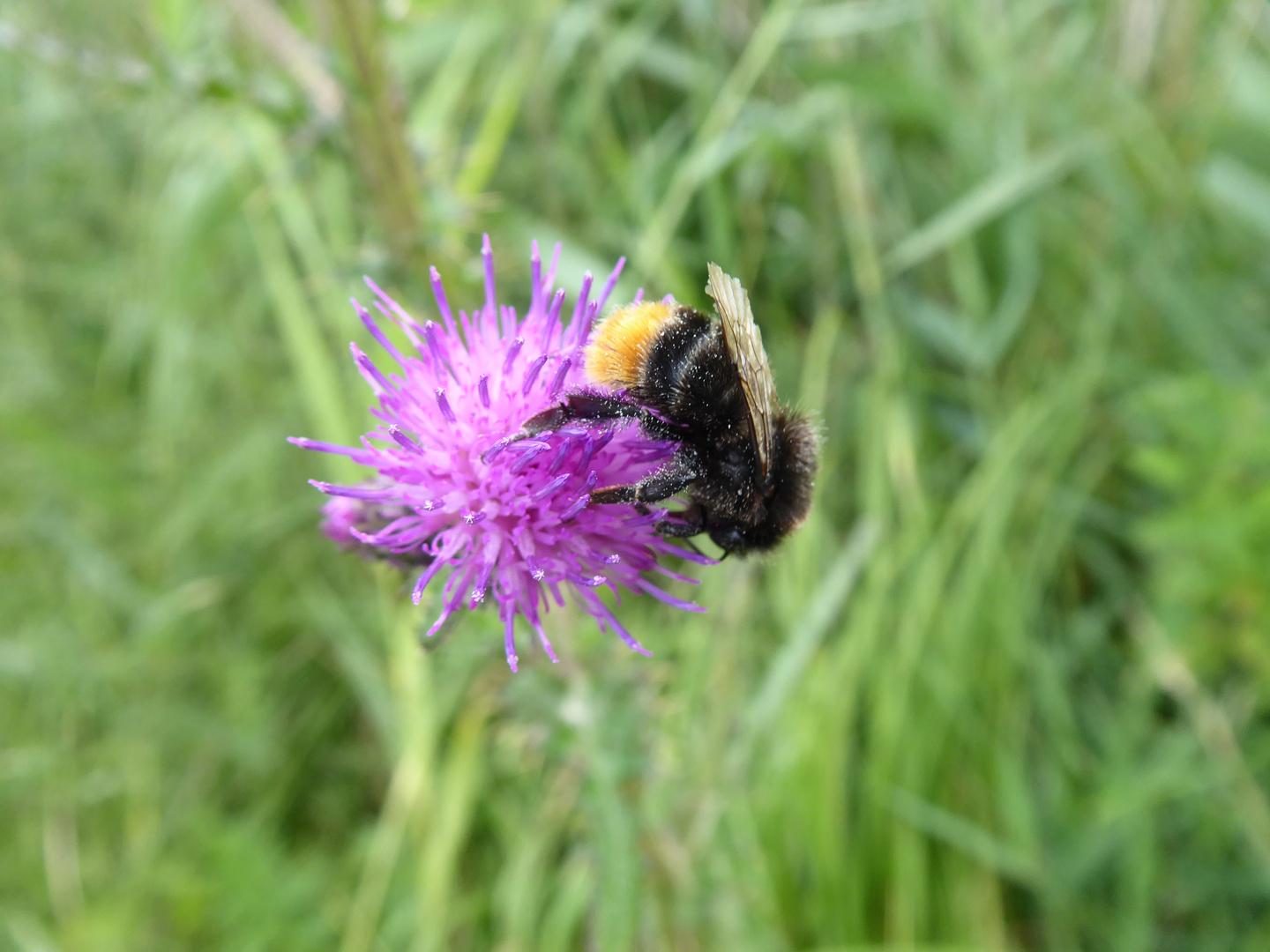 Hummel auf der Distel