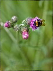 Hummel auf der Distelblüte (2)