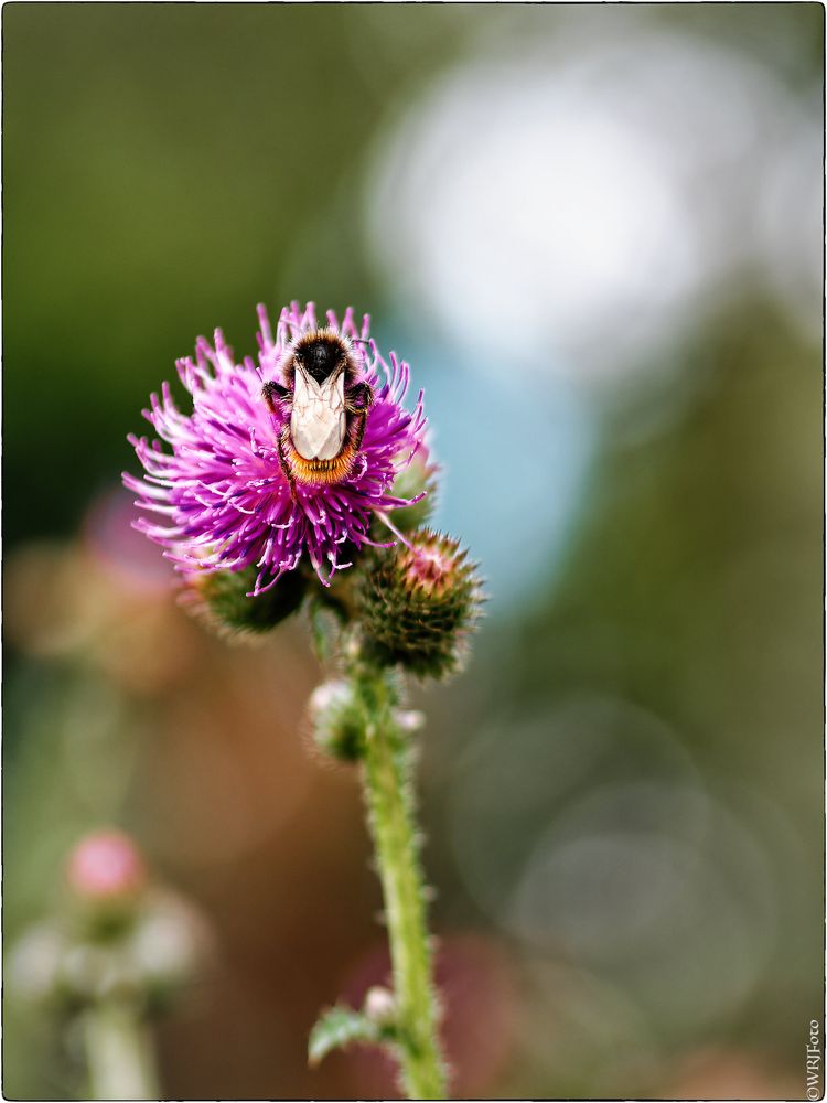 Hummel auf der Distelblüte