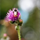 Hummel auf der Distelblüte