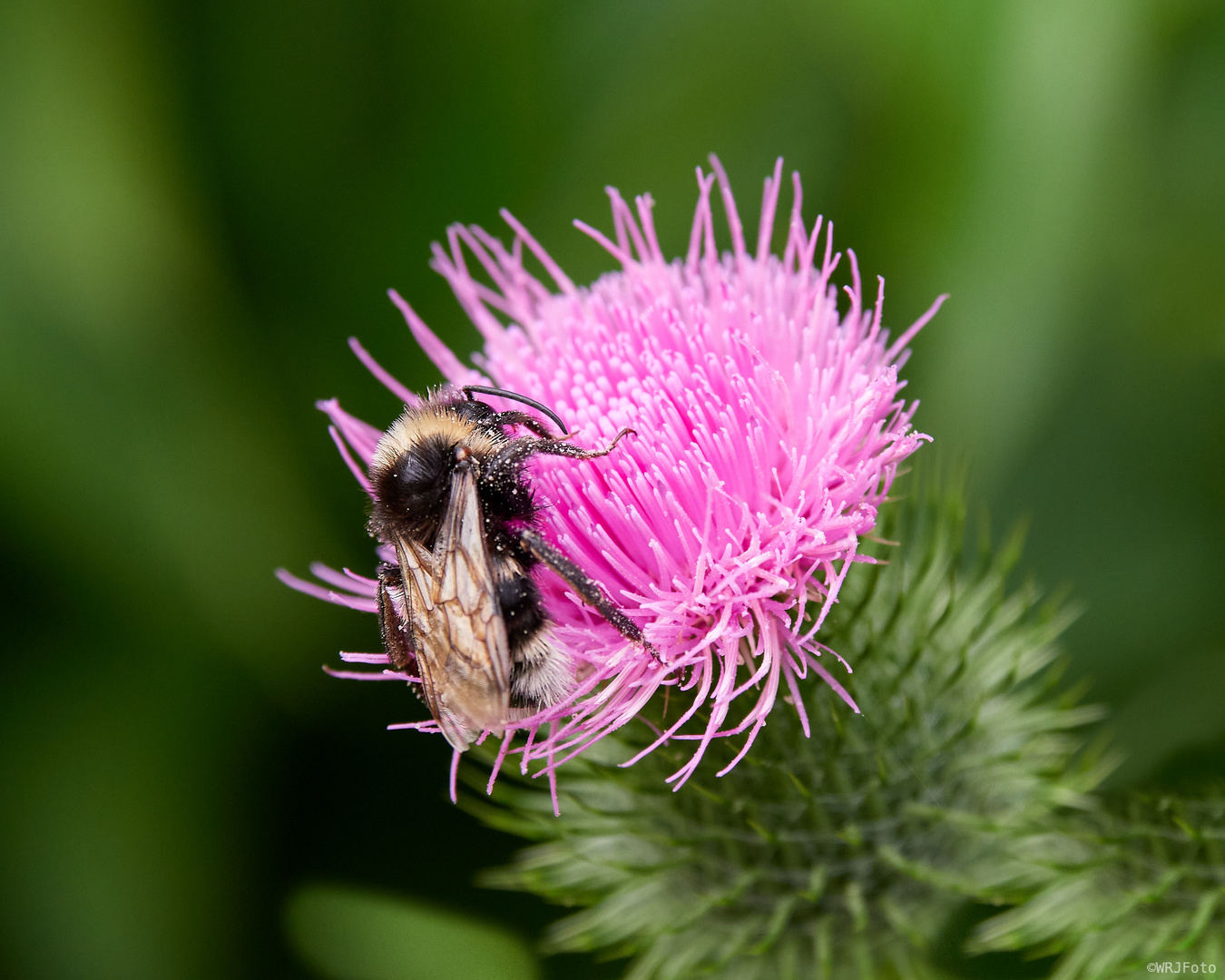 Hummel auf der Distelblüte - Reloaded