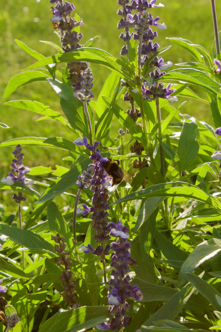 Hummel auf der Durchreise